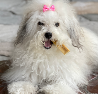 Pebbles Havanese puppy Pebbles Havanese puppy
