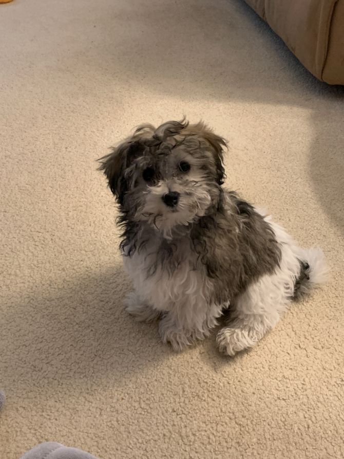 Remi (formerly Fiesta)