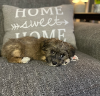 Santana (Flynn) Havanese puppy Santana (Flynn) Havanese puppy
