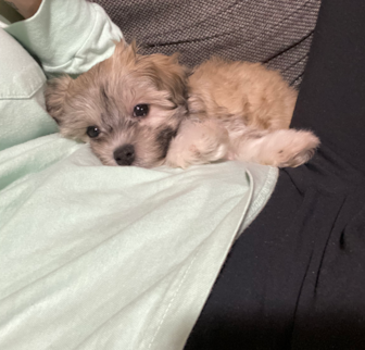 Stella (previously Siesta) Havanese puppy Stella (previously Siesta) Havanese puppy