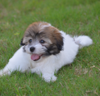 Tofu Havanese puppy Tofu Havanese puppy