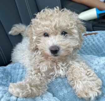 Sage (Jayda) Havapoo puppy Sage (Jayda) Havapoo puppy
