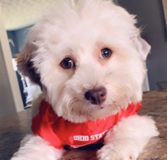 Sebastian (Gomez) Havapoo puppy Sebastian (Gomez) Havapoo puppy
