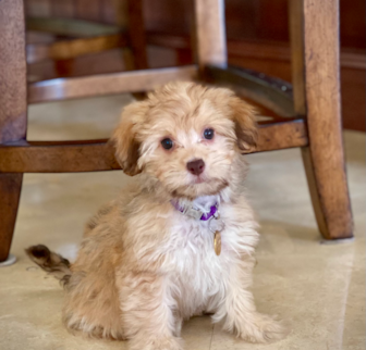 Trulli Havapoo puppy Trulli Havapoo puppy