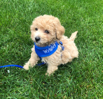 Wrigley (formerly Chewy) Havapoo puppy Wrigley (formerly Chewy) Havapoo puppy