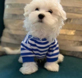 Baxter (Formerly Maurice) Maltese puppy Baxter (Formerly Maurice) Maltese puppy
