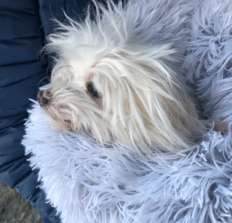 Frosty Maltese puppy Frosty Maltese puppy