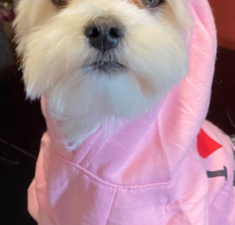 Kloud Maltese puppy Kloud Maltese puppy
