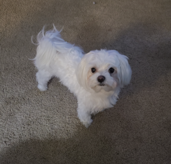 Madison Maltese puppy Madison Maltese puppy