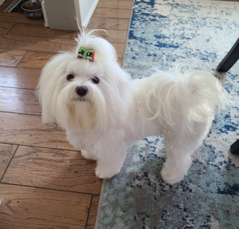 Molly Maltese puppy Molly Maltese puppy