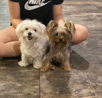 Precious and Coco Chanelle Maltese puppy Precious and Coco Chanelle Maltese puppy