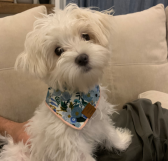 Remy Maltese puppy Remy Maltese puppy