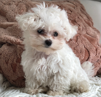Sophie (formerly Betty White) Maltese puppy Sophie (formerly Betty White) Maltese puppy