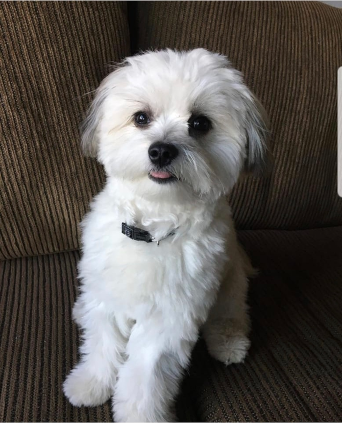 Simba (formerly Marshall)