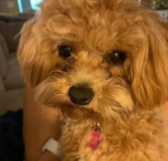 Willow Maltipom puppy Willow Maltipom puppy