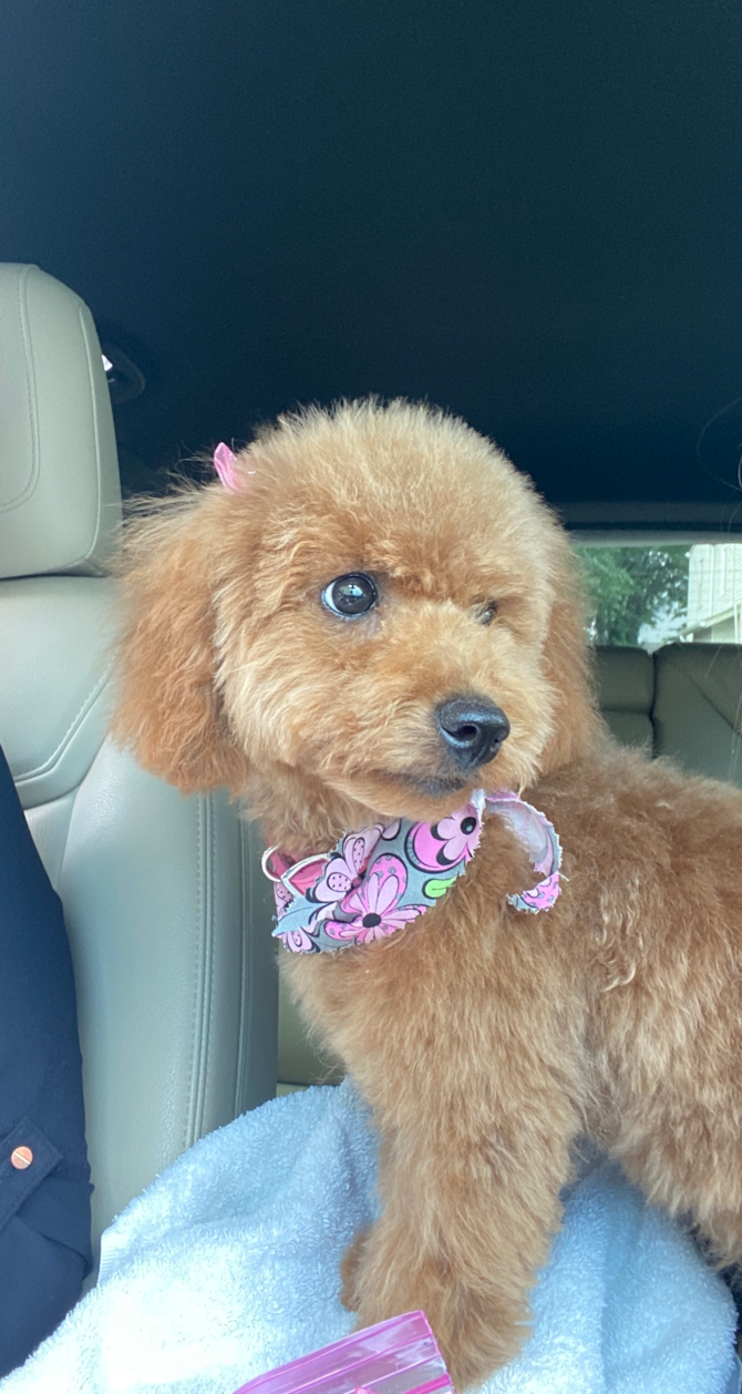 Cocoa (formerly Sweat Pea)