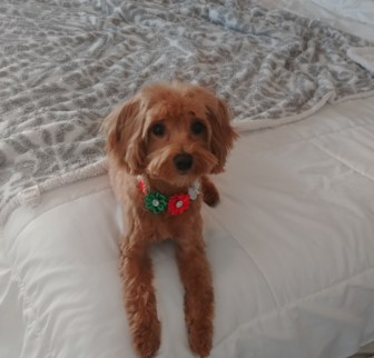 HADLEY Maltipoo puppy HADLEY Maltipoo puppy