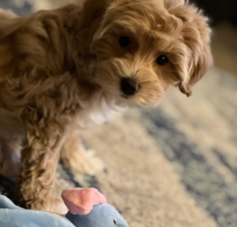 Kashmere Maltipoo puppy Kashmere Maltipoo puppy