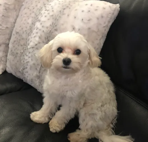 Lacey