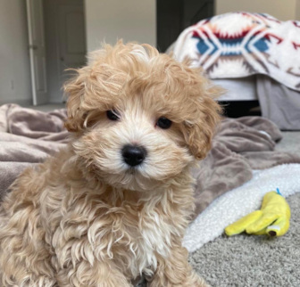 Leo (previously Cheerio) Maltipoo puppy Leo (previously Cheerio) Maltipoo puppy