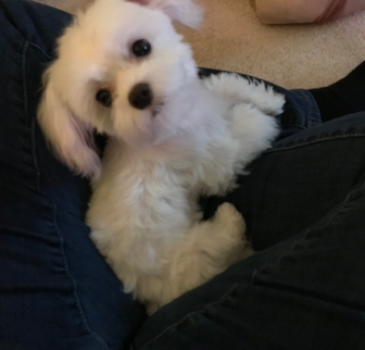 Lily - Used to Sugar Maltipoo puppy Lily - Used to Sugar Maltipoo puppy