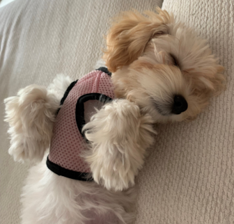 URSULA Maltipoo puppy URSULA Maltipoo puppy
