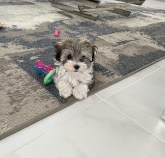 Luna Maltipoo puppy Luna Maltipoo puppy