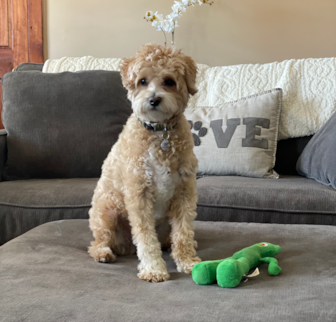Nico (formerly Richie) Maltipoo puppy Nico (formerly Richie) Maltipoo puppy