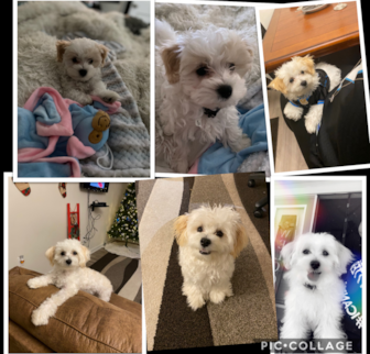Snoopy (Alfredo @ Time of Purchase) Maltipoo puppy Snoopy (Alfredo @ Time of Purchase) Maltipoo puppy