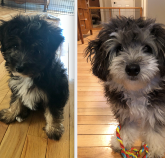 Bear Mini Aussiedoodle puppy Bear Mini Aussiedoodle puppy