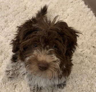 CJ (Formally Roush) Mini Aussiedoodle puppy CJ (Formally Roush) Mini Aussiedoodle puppy
