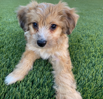Daphne (formerly Rye) Mini Aussiedoodle puppy Daphne (formerly Rye) Mini Aussiedoodle puppy