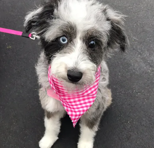 Havana (formerly Nora)