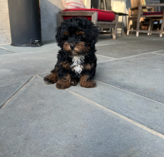 Beau (formally Leo) Mini Bernedoodle puppy Beau (formally Leo) Mini Bernedoodle puppy