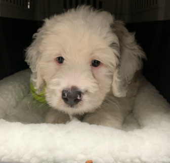 Chance Mini Bernedoodle puppy Chance Mini Bernedoodle puppy