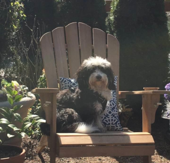 Coco Channel Mini Bernedoodle puppy Coco Channel Mini Bernedoodle puppy