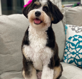 Lilly Mini Bernedoodle puppy Lilly Mini Bernedoodle puppy
