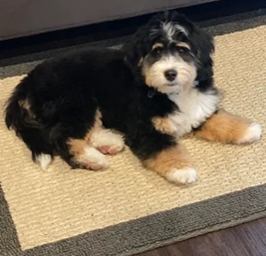 Max