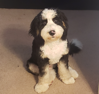 Miles Mini Bernedoodle puppy Miles Mini Bernedoodle puppy