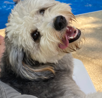 Pippa Mini Bernedoodle puppy Pippa Mini Bernedoodle puppy