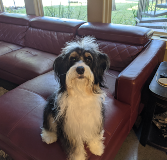 Sage Mini Bernedoodle puppy Sage Mini Bernedoodle puppy