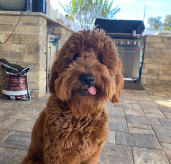 Baylor Mini Goldendoodle puppy Baylor Mini Goldendoodle puppy
