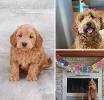 CAYENNE Mini Goldendoodle puppy CAYENNE Mini Goldendoodle puppy