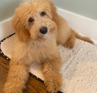 Cody Mini Goldendoodle puppy Cody Mini Goldendoodle puppy