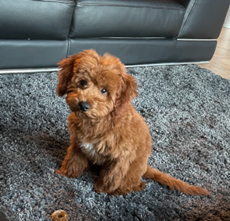 MASERATI Mini Goldendoodle puppy MASERATI Mini Goldendoodle puppy