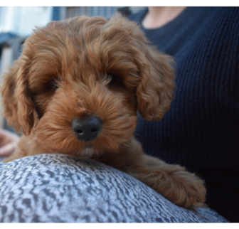 Gus Mini Goldendoodle puppy Gus Mini Goldendoodle puppy