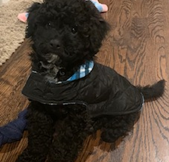 PERRY Mini Goldendoodle puppy PERRY Mini Goldendoodle puppy