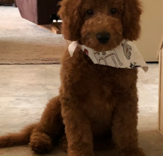Jax AKA Jax Mini Goldendoodle puppy Jax AKA Jax Mini Goldendoodle puppy