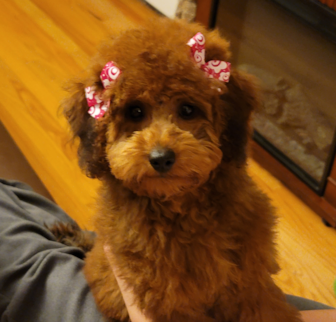 Livi Mini Goldendoodle puppy Livi Mini Goldendoodle puppy