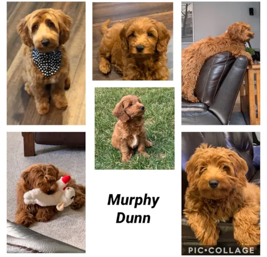 Murphy